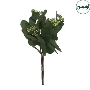 اکالیپتوس گردسبزEucalyptus