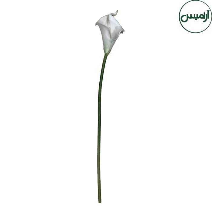 گل شیپوری مصنوعی Arum