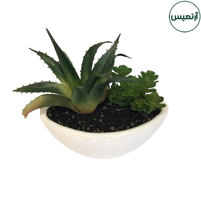 گلدان کاکتوس مصنوعی قایقی 6 گلدان کاکتوس مصنوعی قایقی آلوورا