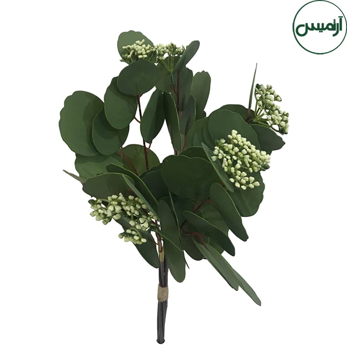 اکالیپتوس گردسبزEucalyptus 2 اکالیپتوس گردسبزEucalyptus - تصویر 2