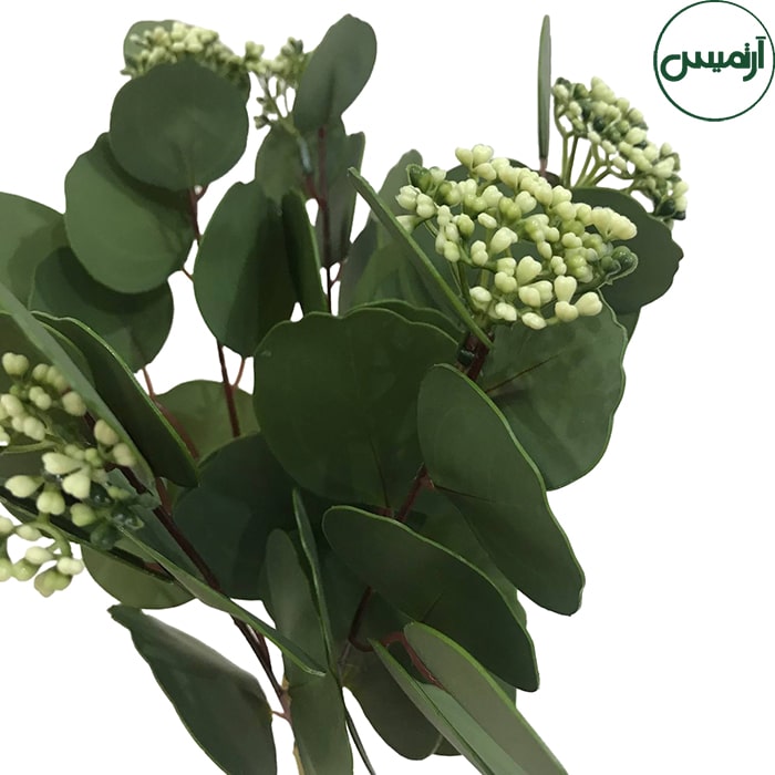اکالیپتوس گردسبزEucalyptus 3 اکالیپتوس گردسبزEucalyptus - تصویر 3