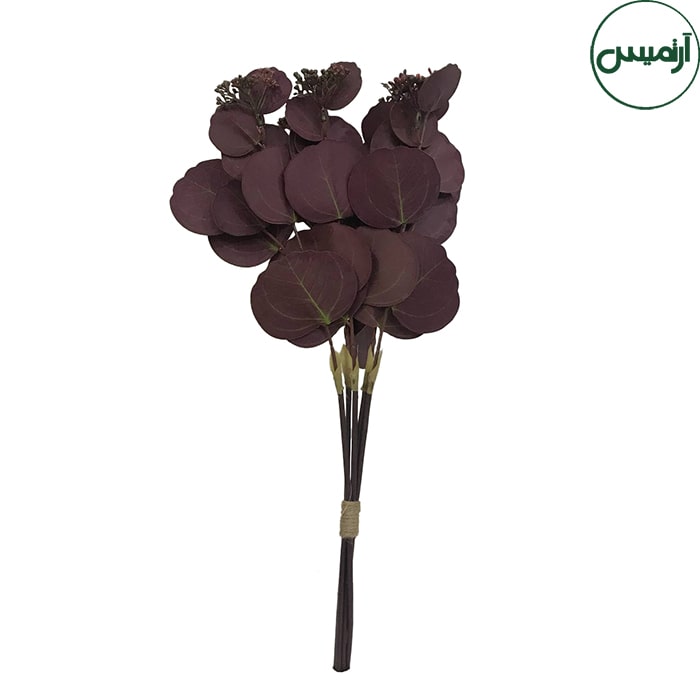 اکالیپتوس گرد زرشکی Eucalyptus 2 اکالیپتوس گرد زرشکی Eucalyptus - تصویر 2