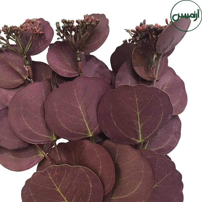 اکالیپتوس گرد زرشکی Eucalyptus 3 اکالیپتوس گرد زرشکی Eucalyptus - تصویر 3