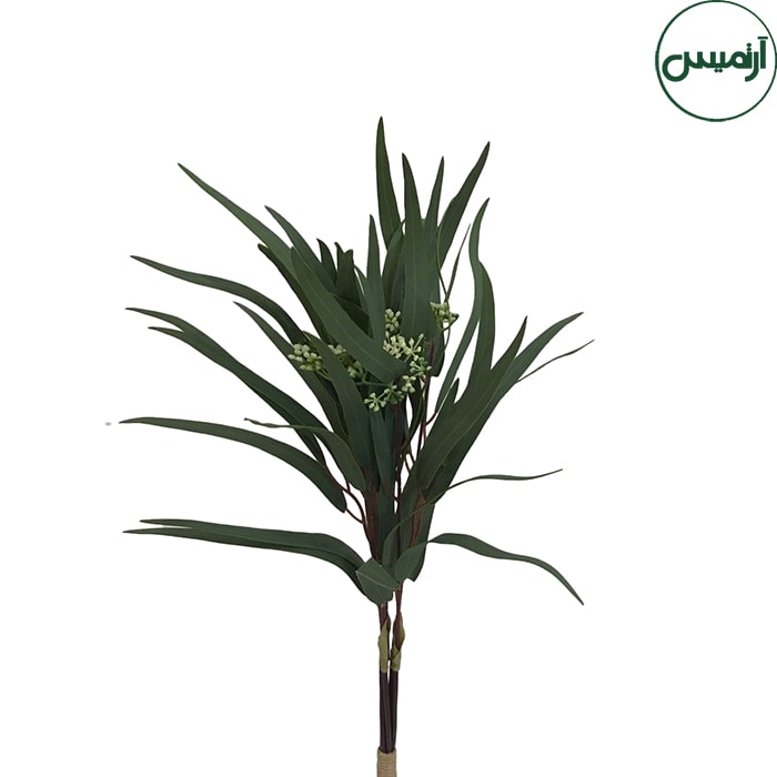 اکالیپتوس کشیده سبزEucalyptus 2 اکالیپتوس کشیده سبزEucalyptus - تصویر 2