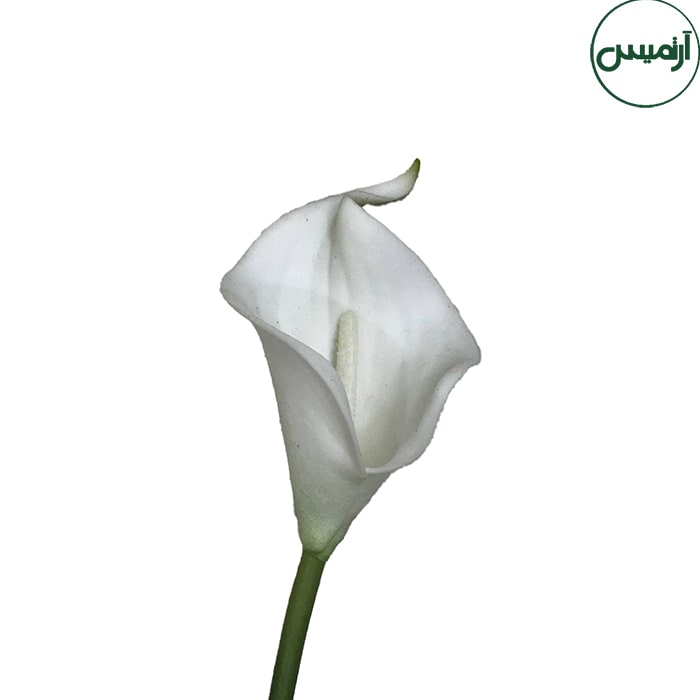 گل شیپوری مصنوعی Arum 2 گل شیپوری مصنوعی Arum - تصویر 2