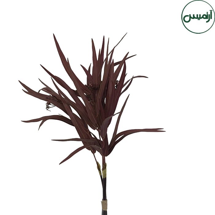 اکالیپتوس کشیده زرشکیEucalyptus 2 اکالیپتوس کشیده زرشکیEucalyptus - تصویر 2