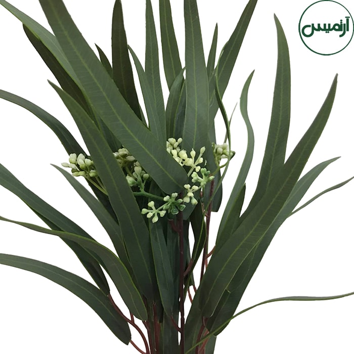 اکالیپتوس کشیده سبزEucalyptus 3 اکالیپتوس کشیده سبزEucalyptus - تصویر 3