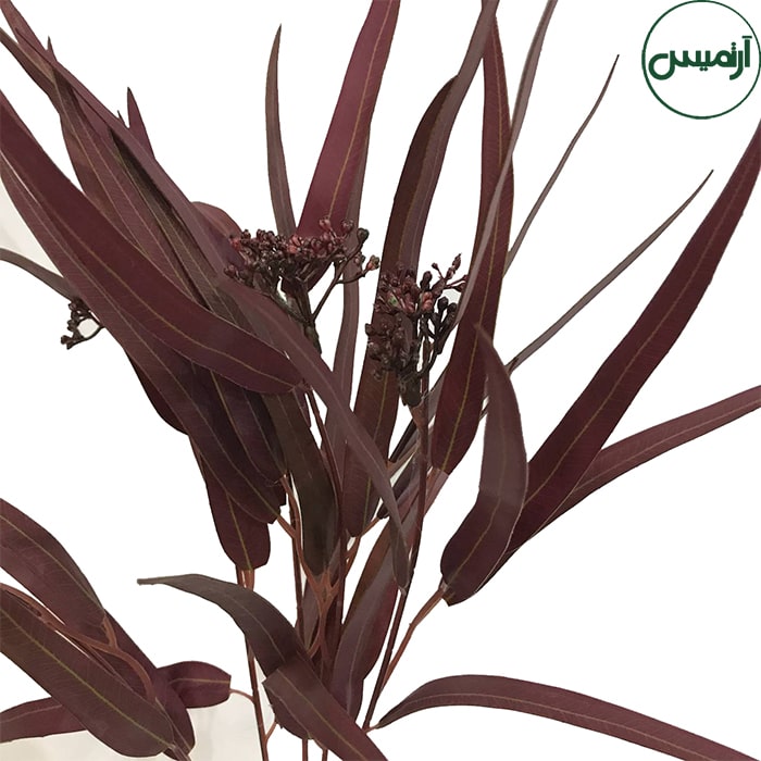 اکالیپتوس کشیده زرشکیEucalyptus 3 اکالیپتوس کشیده زرشکیEucalyptus - تصویر 3