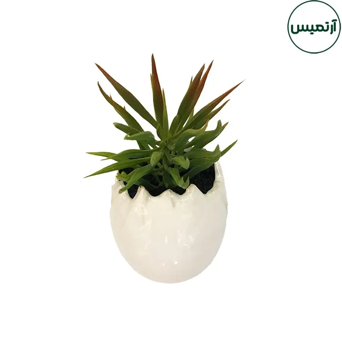 گلدان کاکتوس مصنوعی مدل تخم مرغی 2 3 گلدان کاکتوس مصنوعی مدل تخم مرغی2