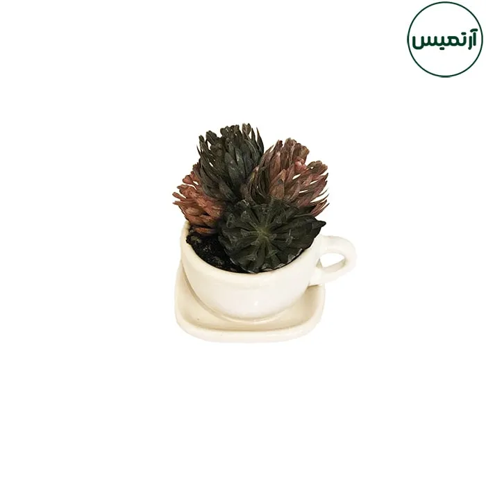گلدان کاکتوس مصنوعی مدل فنجان سفید 4 گلدان کاکتوس مصنوعی مدل فنجان سفید