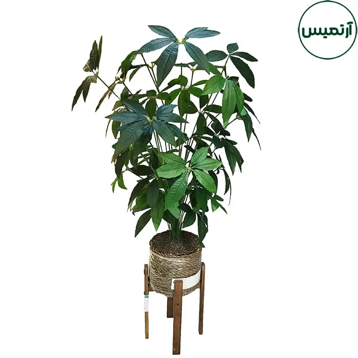 درختچه مصنوعی پاچیرا