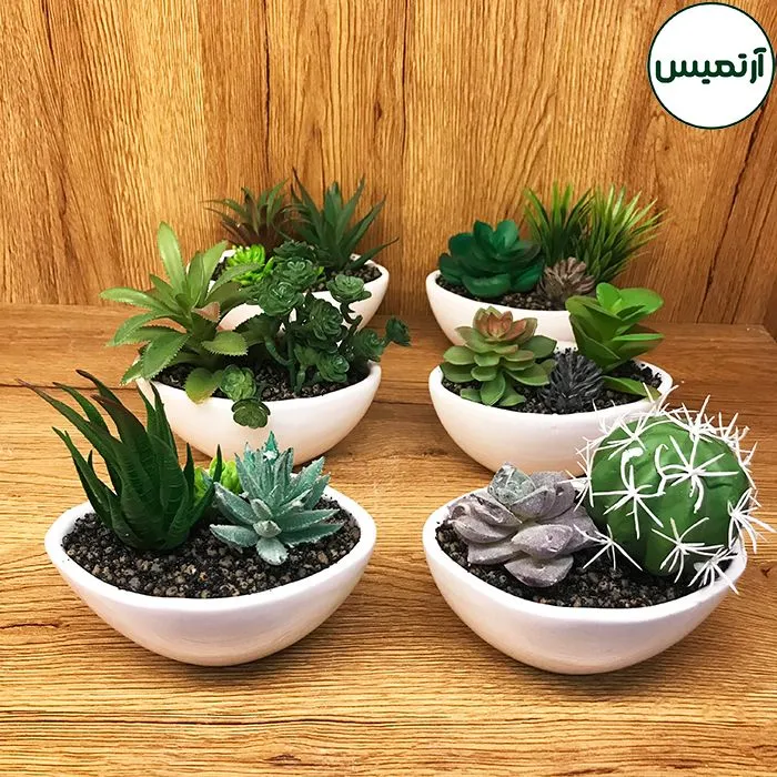 کاکتوس مصنوعی گلدان قایقی پک۸عددی