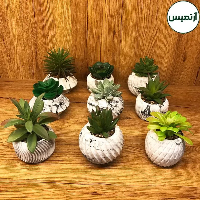 کاکتوس مصنوعی مدل گلدان هندسی 12 تایی