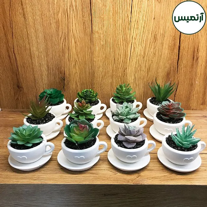 کاکتوس مصنوعی گلدان فنجان ۱۲ عددی