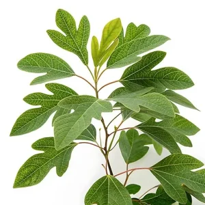 محصولات برگ مصنوعی